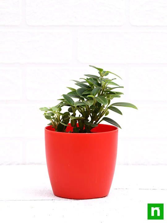 Teardrop Peperomia, Peperomia orba - Succulent Plant - Image 2