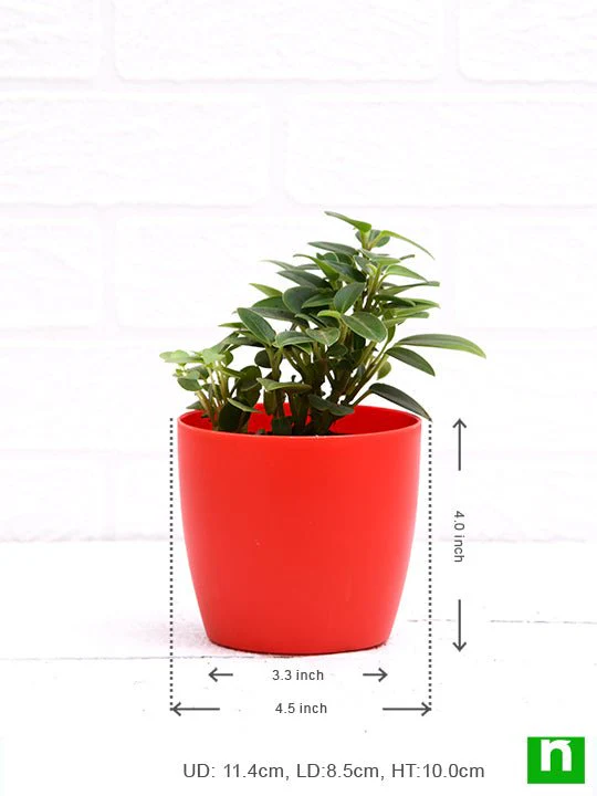 Teardrop Peperomia, Peperomia orba - Succulent Plant - Image 3
