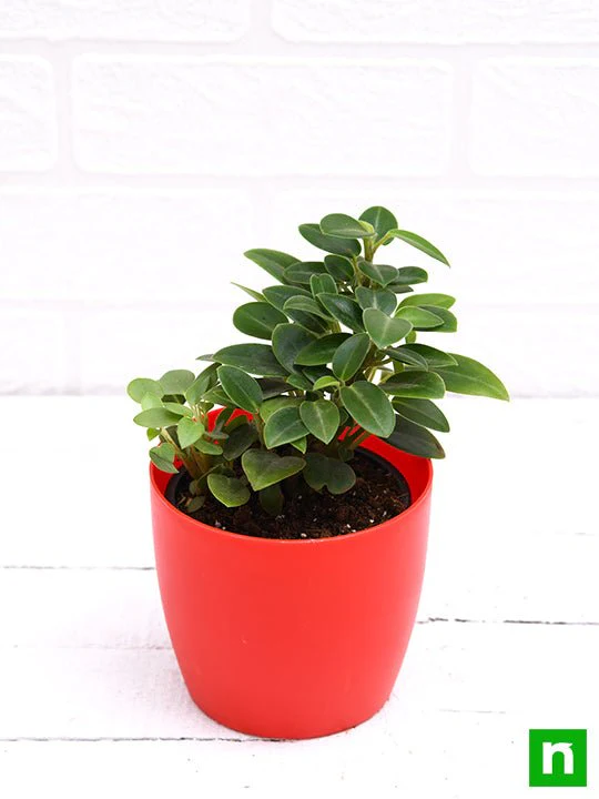 Teardrop Peperomia, Peperomia orba - Succulent Plant - Image 4