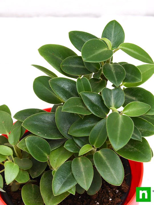 Teardrop Peperomia, Peperomia orba - Succulent Plant - Image 5
