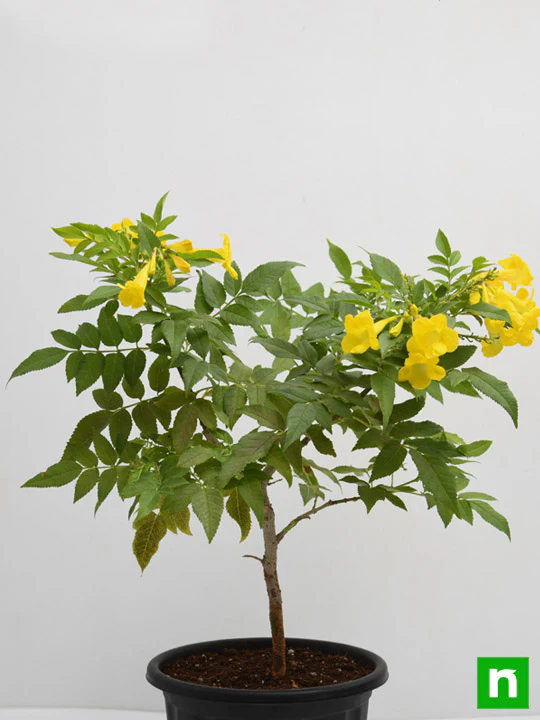 Tecoma, Goudichoudi (Yellow) - Plant - Image 3