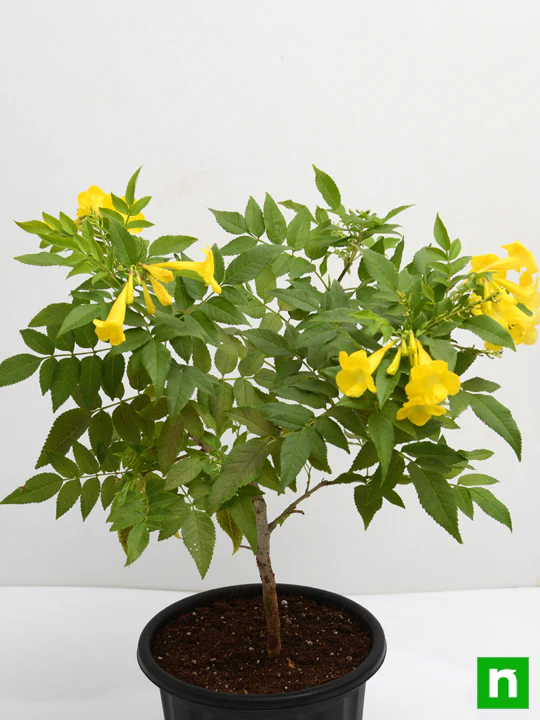 Tecoma, Goudichoudi (Yellow) - Plant - Image 4
