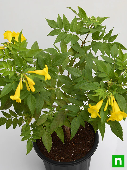 Tecoma, Goudichoudi (Yellow) - Plant - Image 5