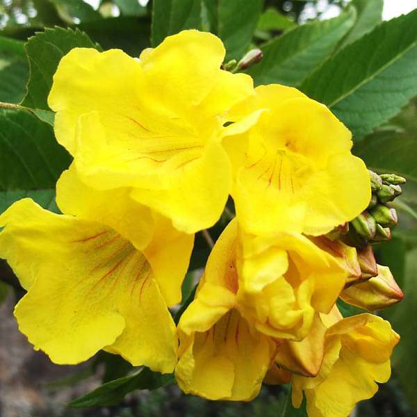 Tecoma (Shrub, Any Color) - Plant
