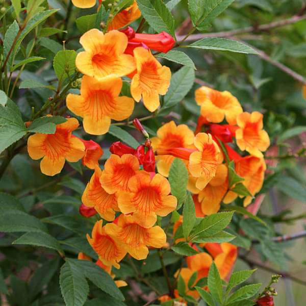 Tecoma (Shrub, Orange) - Plant - Image 2