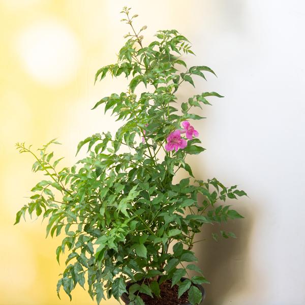 Tecoma (Shurb, Pink) - Plant