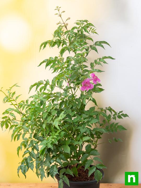 Tecoma (Shurb, Pink) - Plant - Image 2
