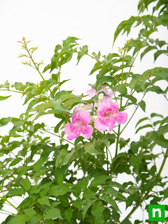 Tecoma (Shurb, Pink) - Plant - Image 3