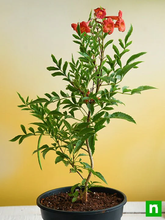 Tecoma (Shurb, Red) - Plant - Image 2