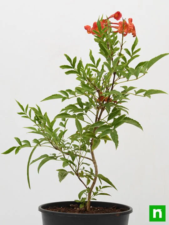 Tecoma (Shurb, Red) - Plant - Image 3