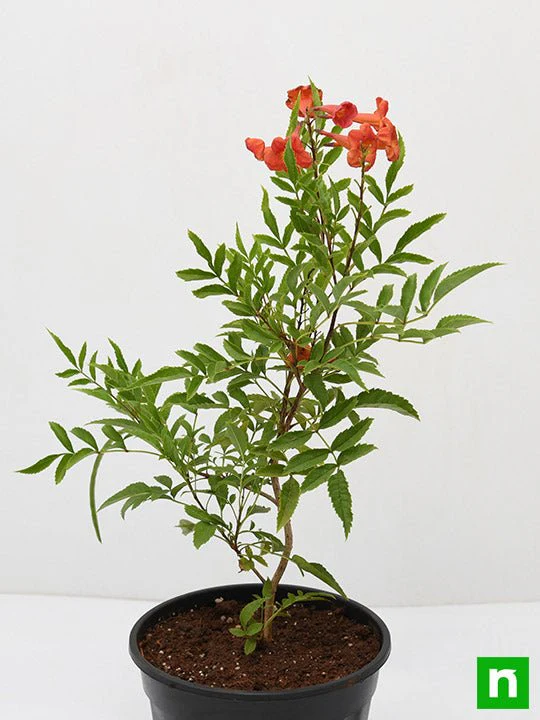 Tecoma (Shurb, Red) - Plant - Image 4