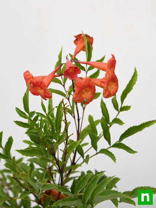 Tecoma (Shurb, Red) - Plant - Image 5
