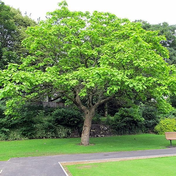 Terminalia Arjuna, Arjun Tree - 0.5 kg Seeds - Image 2