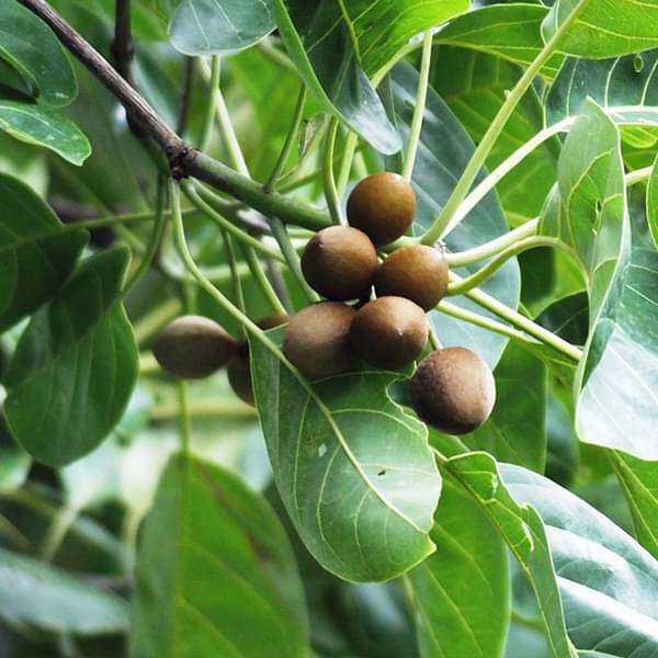 Terminalia Bellirica, Bahera - Plant