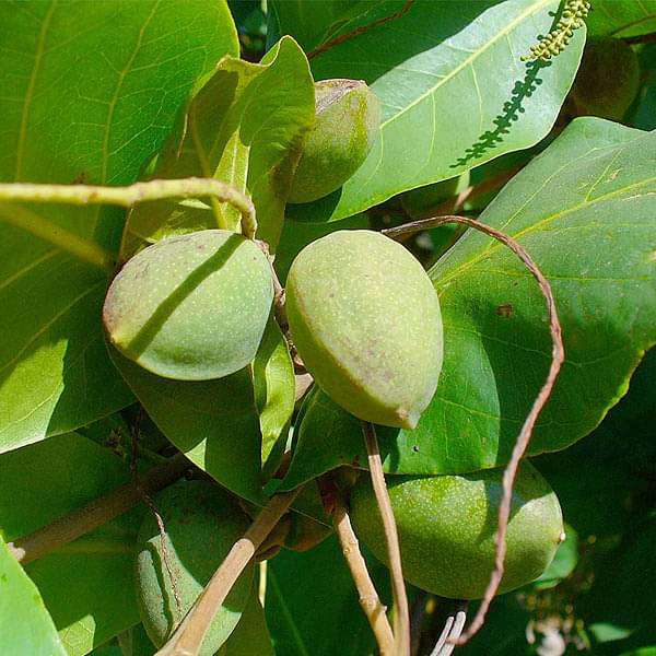Terminalia Catappa, Bengal Almond - 0.5 kg Seeds