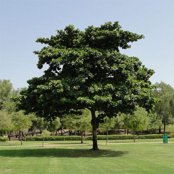 Terminalia Catappa, Bengal Almond - 0.5 kg Seeds - Image 2