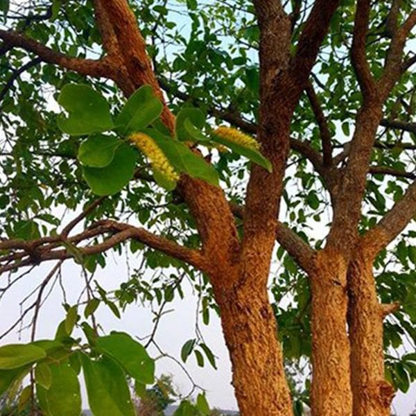 Terminalia Chebula, Harad, Hirada - 0.5 kg Seeds - Image 2
