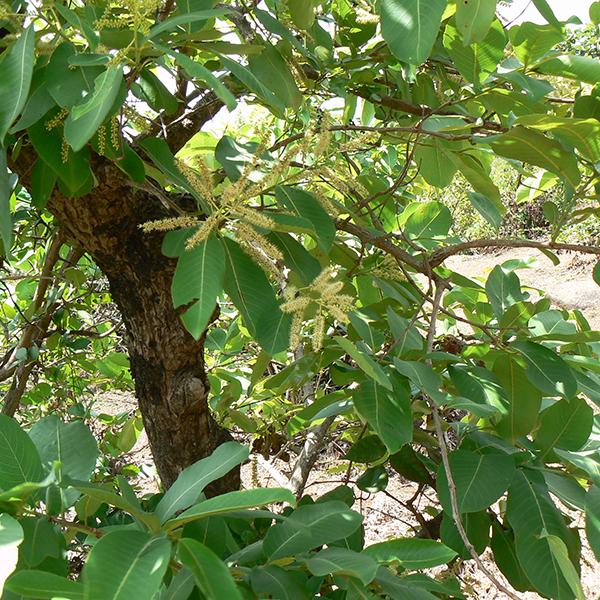 Terminalia Tomentosa, Asan - 0.5 kg Seeds - Image 2