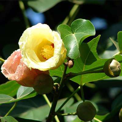 Thespesia Populnea, Portia Tree - Plant
