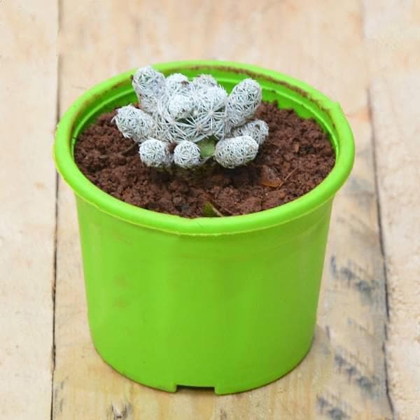 Thimble Cactus, Mammillaria vetula - Cactus Plant
