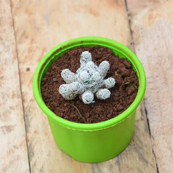 Thimble Cactus, Mammillaria vetula - Cactus Plant - Image 2