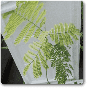 Thorli Gunj - Plant
