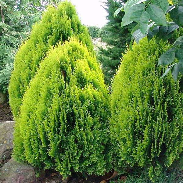 Thuja Orientalis - 0.5 kg Seeds - Image 2