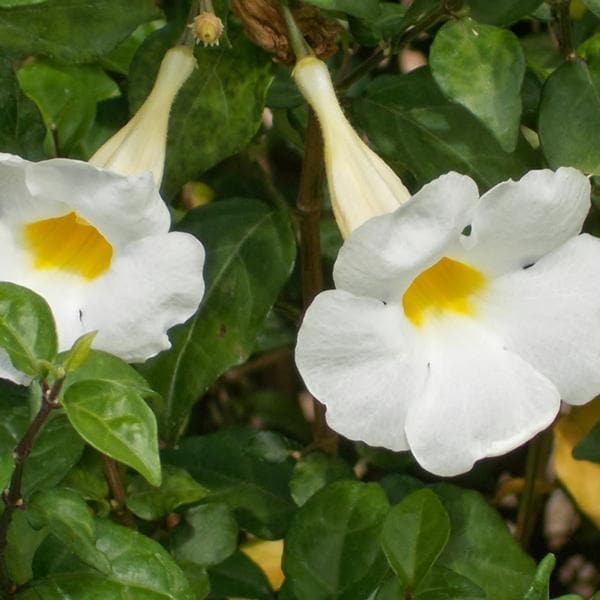 Thunbergia Erecta Alba, Meyenia Erecta Alba (White) - Plant