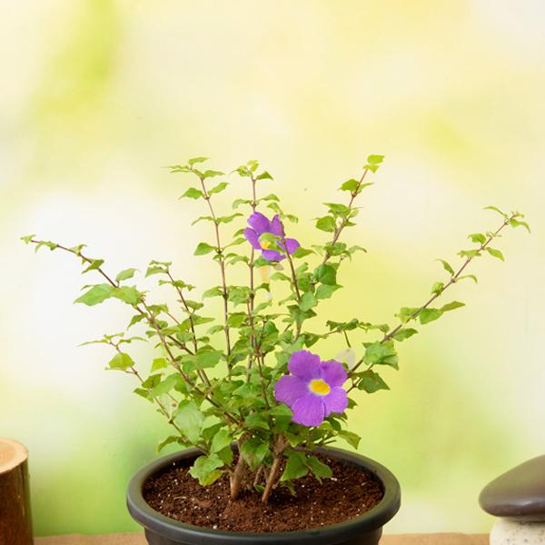 Thunbergia Erecta Nana, Meyenia Erecta Nana, Bush Clock Vine (Blue) - Plant - Image 2
