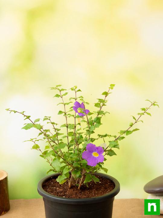 Thunbergia Erecta Nana, Meyenia Erecta Nana, Bush Clock Vine (Blue) - Plant - Image 3