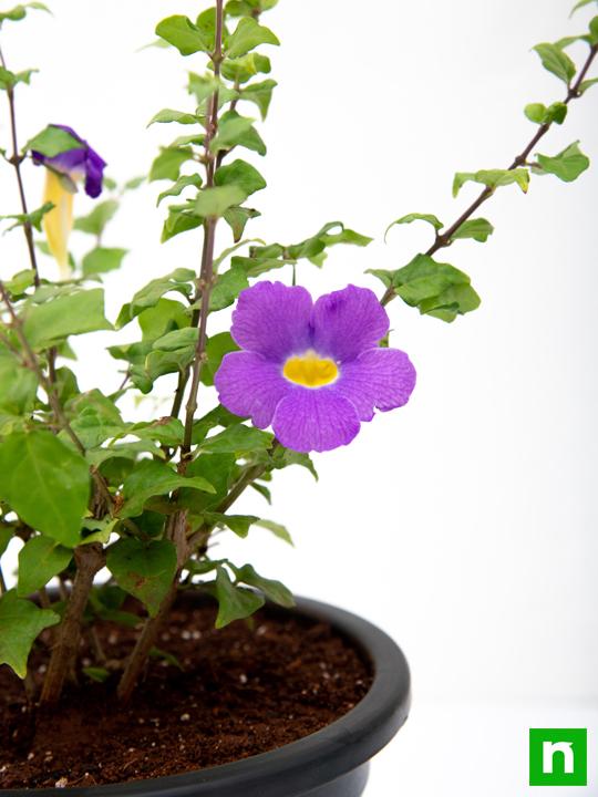 Thunbergia Erecta Nana, Meyenia Erecta Nana, Bush Clock Vine (Blue) - Plant - Image 4