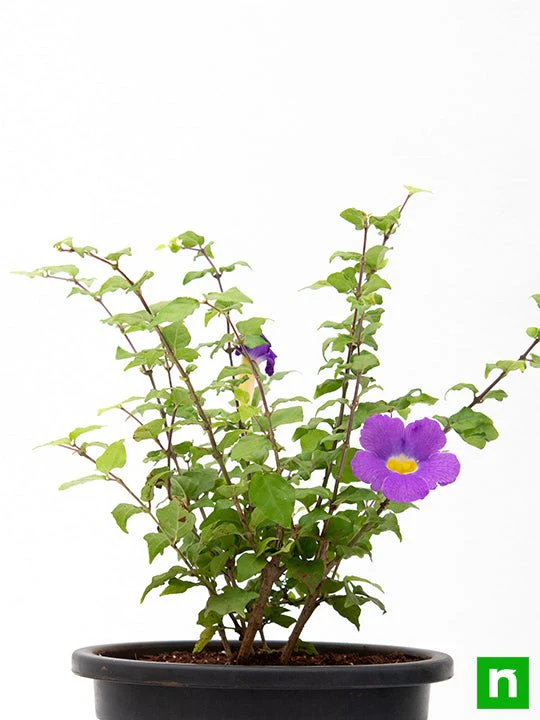 Thunbergia Erecta Nana, Meyenia Erecta Nana, Bush Clock Vine (Blue) - Plant - Image 5