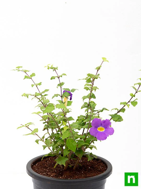 Thunbergia Erecta Nana, Meyenia Erecta Nana, Bush Clock Vine (Blue) - Plant - Image 6