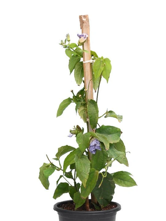 Thunbergia Laurifolia - Plant - Image 2