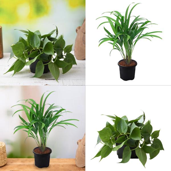 Top 2 Air Purifier Plants Pack - Image 2