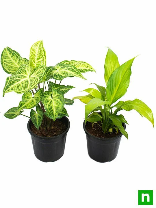 Top 2 Plants for Clean Indoor Air (Diwali Special) - Image 3