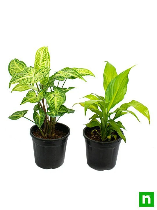 Top 2 Plants for Clean Indoor Air (Diwali Special) - Image 4