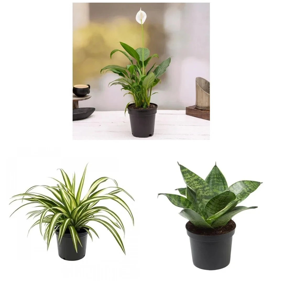 Top 3 Air Purifier Plants Pack - Image 2
