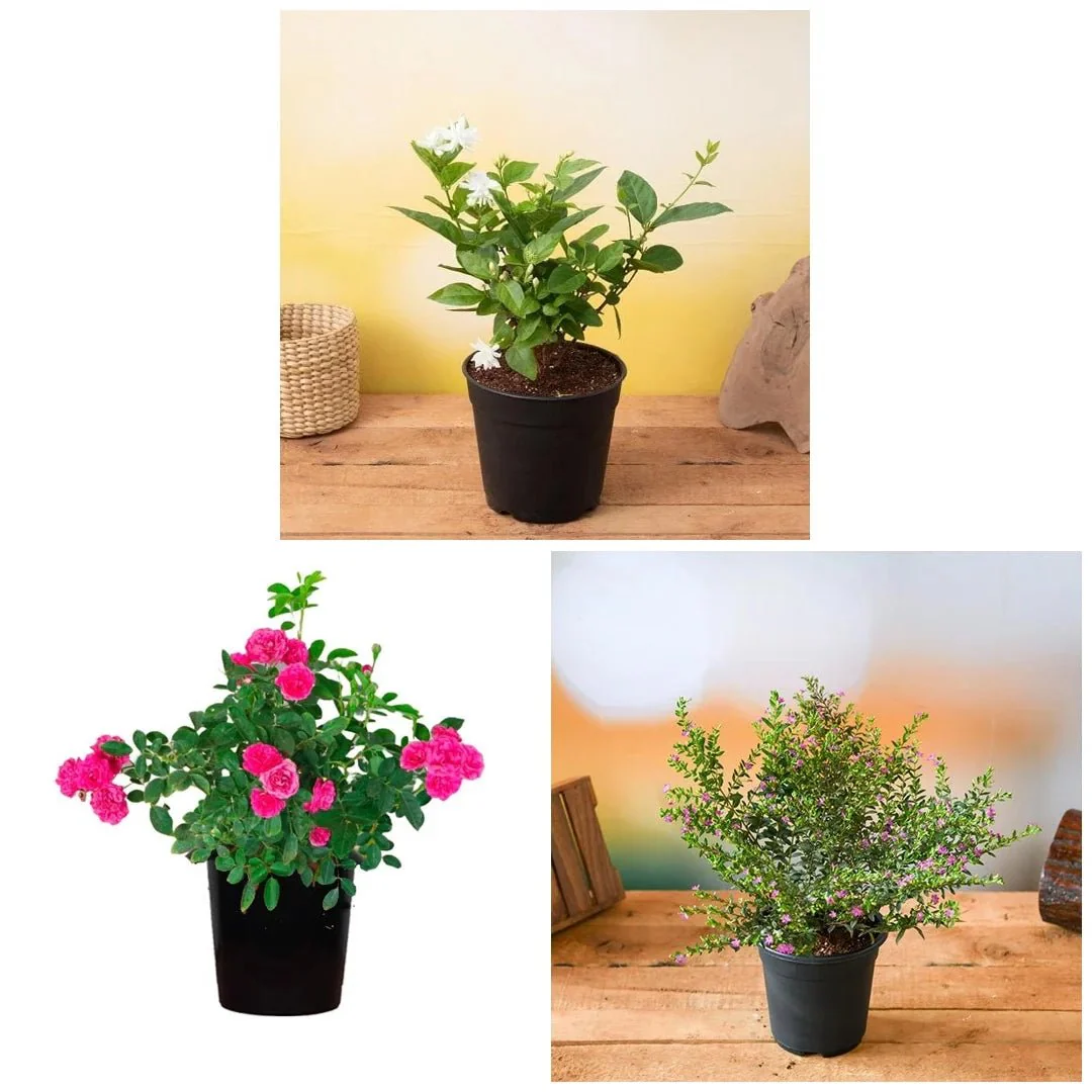 Top 3 Alluring Flowering Plants - Image 2