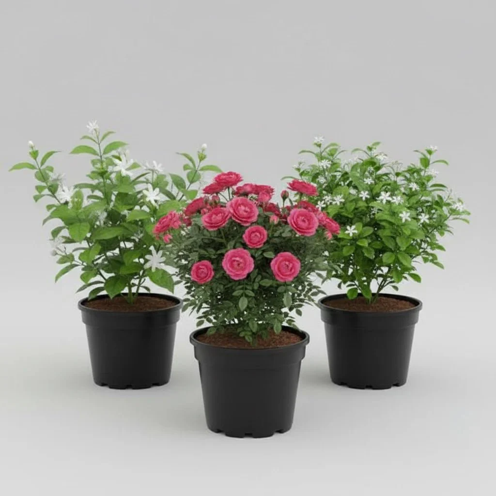 Top 3 Aromatic Plants