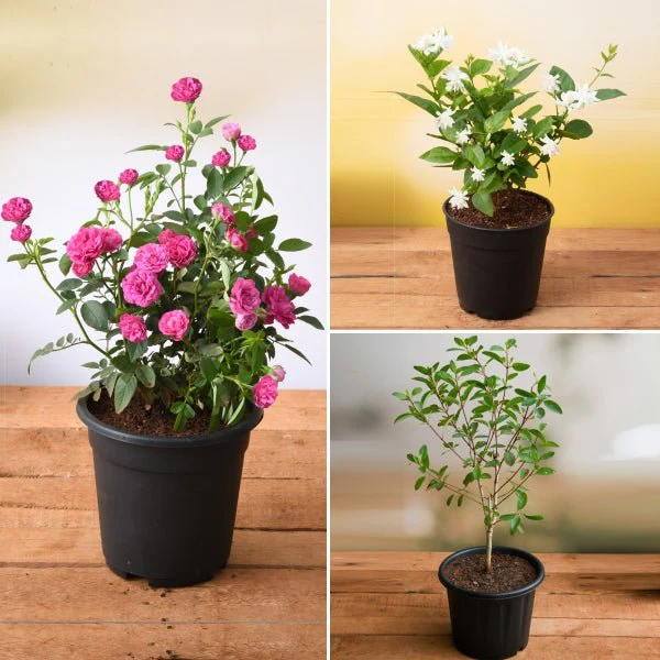 Top 3 Aromatic Plants - Image 2