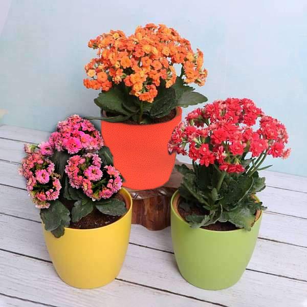 Top 3 Beautiful Kalanchoe Flowers of the Season - Image 2