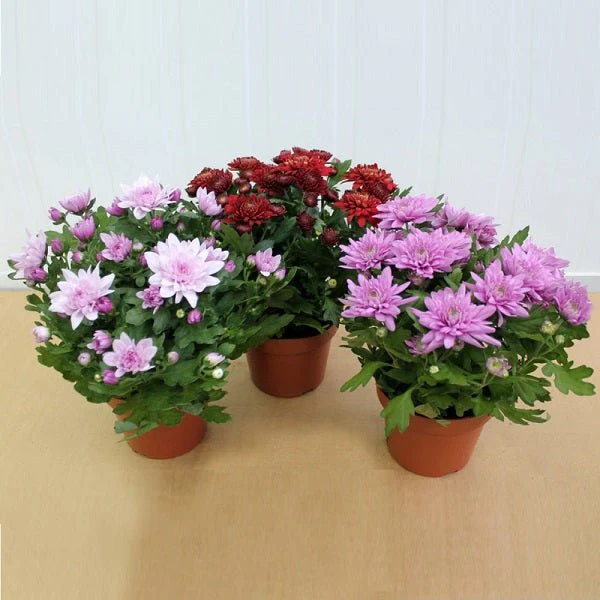 Top 3 Beautiful Shevanti Flowers of the Season - Image 2