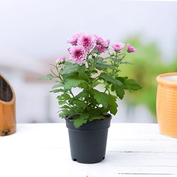 Top 3 Beautiful Shevanti Flowers of the Season - Image 3