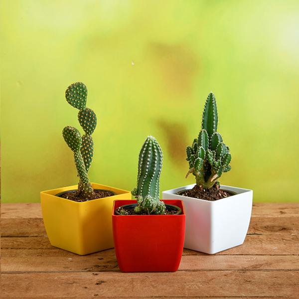 Top 3 Cactus Plants Pack