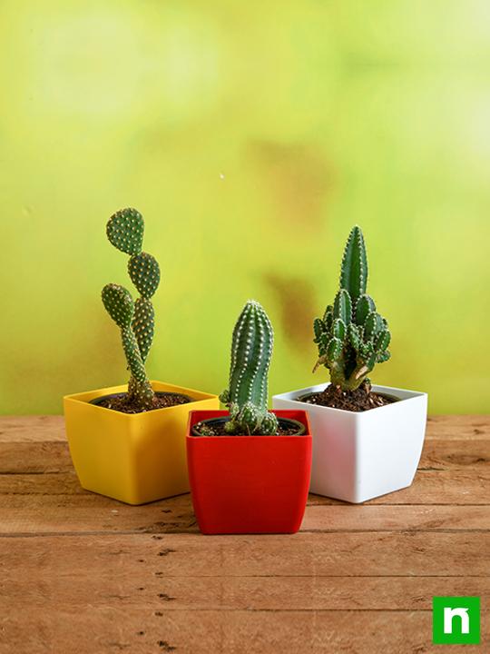 Top 3 Cactus Plants Pack - Image 2