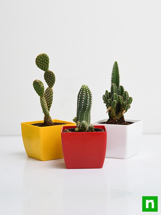 Top 3 Cactus Plants Pack - Image 3