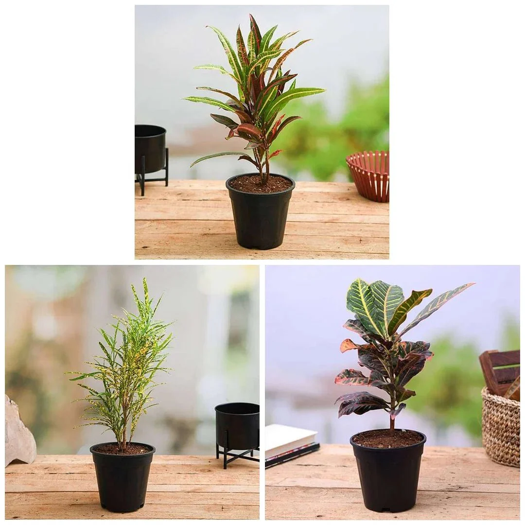 Top 3 Croton Plants Pack - Image 2
