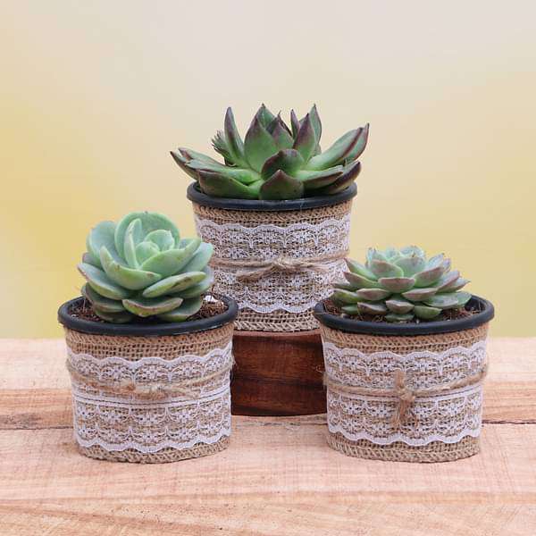 Top 3 Exotic Succulents Plant Pack