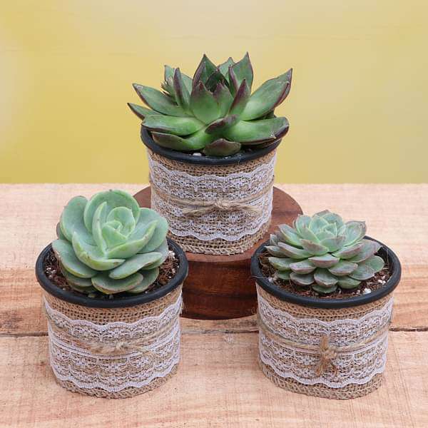 Top 3 Exotic Succulents Plant Pack - Image 3